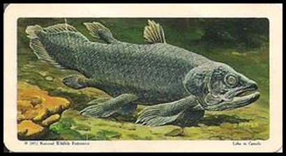 37 Coelacanth